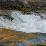 Soil Amendment in Washington State: A Key to Healthy Salmon Populations