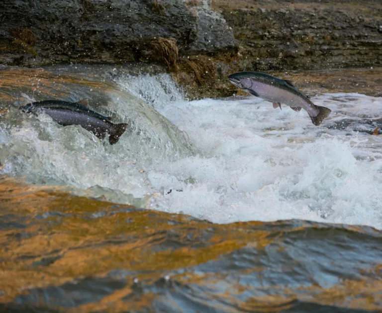 brandon-enPHTN3OPRw-unsplash image